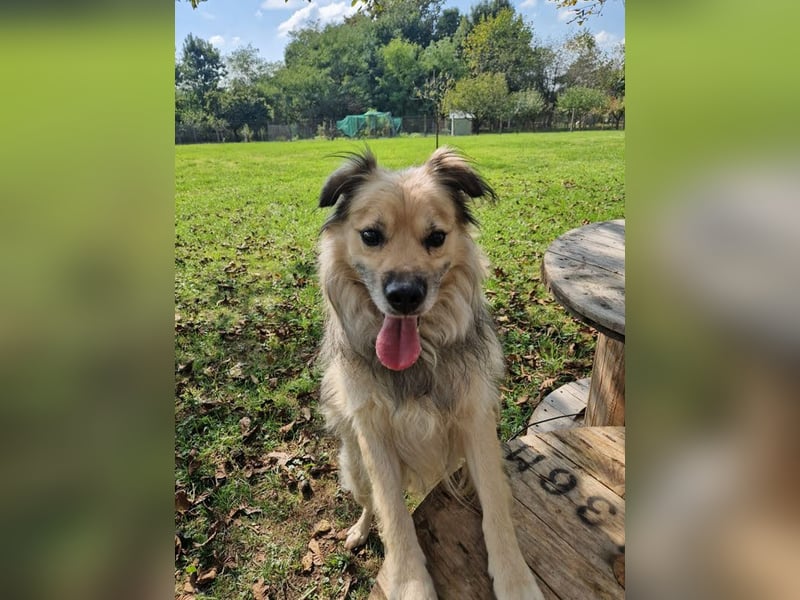 NERO – Hundesenior sucht sein Ruheplätzchen mit Garten  Auf Pflegestelle in 40595 Düsseldorf