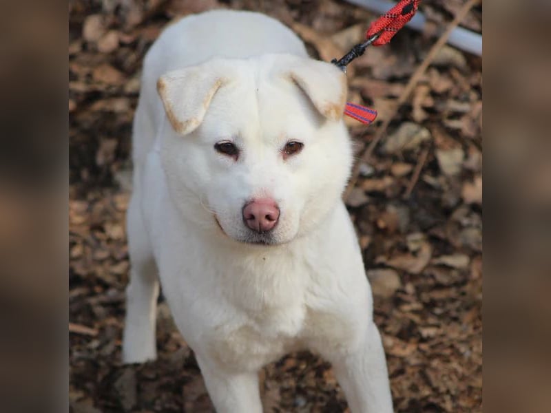 Hermine süsse Mischlingshündin, ca 6 Jahre alt, sucht ihre Menschen