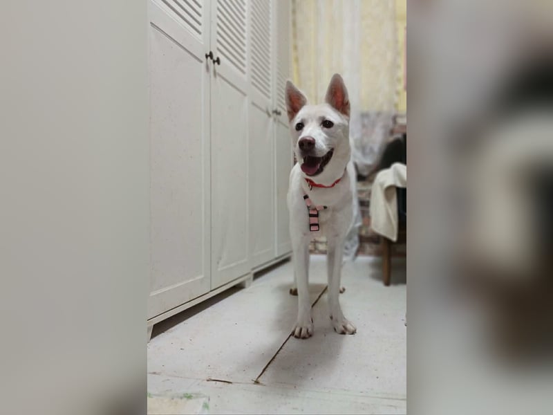 Kumi liebe ,verspielte Junghündin sucht ein zuhause