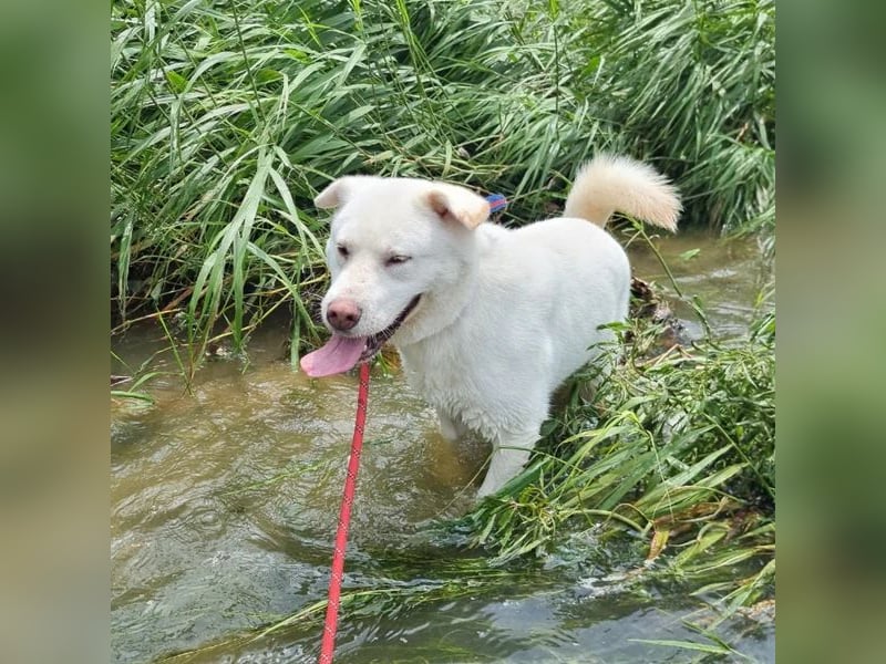 Hermine süsse Mischlingshündin, ca 6 Jahre alt, sucht ihre Menschen