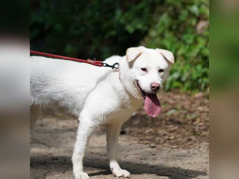 Hermine süsse Mischlingshündin, ca 6 Jahre alt, sucht ihre Menschen