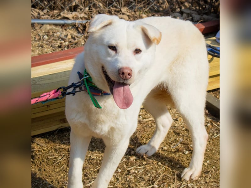 Hermine süsse Mischlingshündin, ca 6 Jahre alt, sucht ihre Menschen