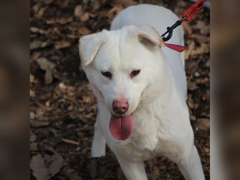 Hermine süsse Mischlingshündin, ca 6 Jahre alt, sucht ihre Menschen