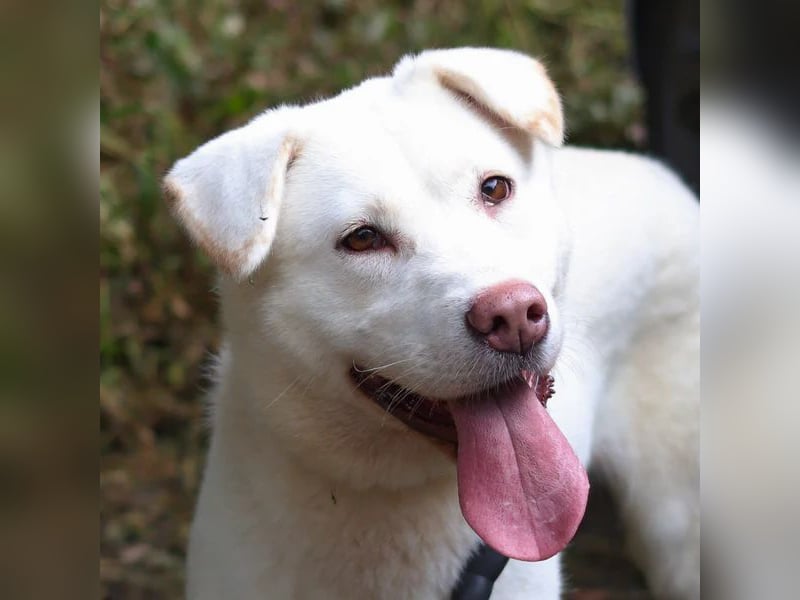 Hermine süsse Mischlingshündin, ca 6 Jahre alt, sucht ihre Menschen