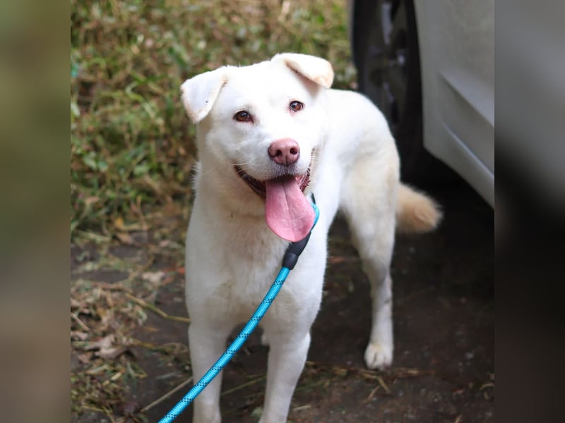 Hermine süsse Mischlingshündin, ca 6 Jahre alt, sucht ihre Menschen