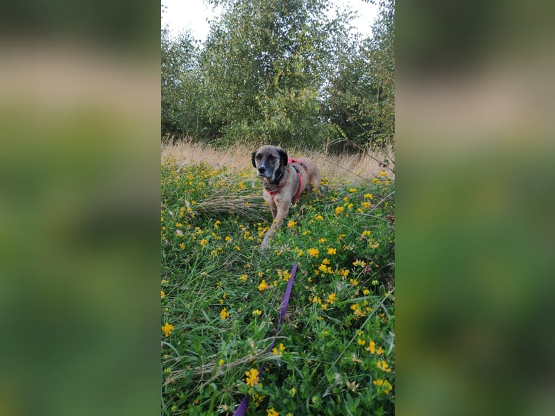STORM - tolle Hündin auf der Suche nach ihren Herzensmenschen