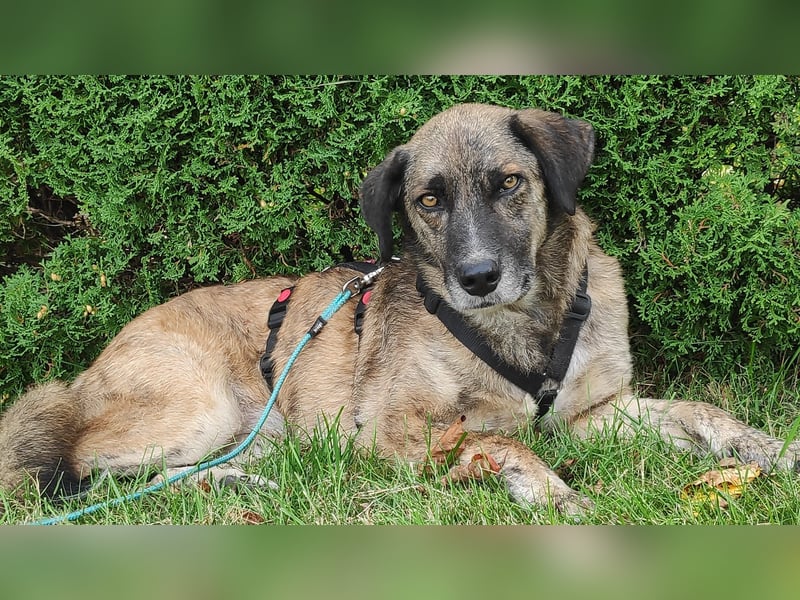 STORM - tolle Hündin auf der Suche nach ihren Herzensmenschen
