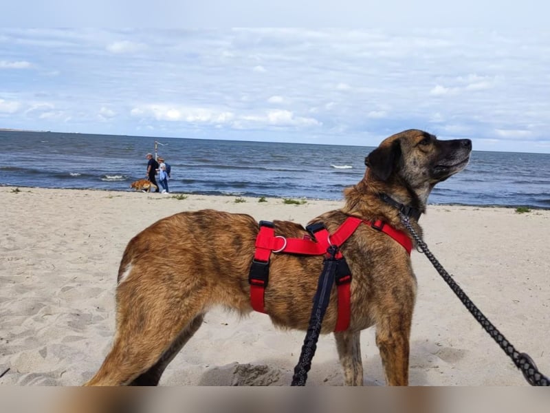 unsere wundervolle Storm sucht ein liebevolles Zuhause