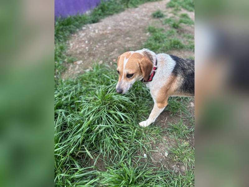 Bonny - Eine junge Hündin auf der Suche nach ihrem Glück