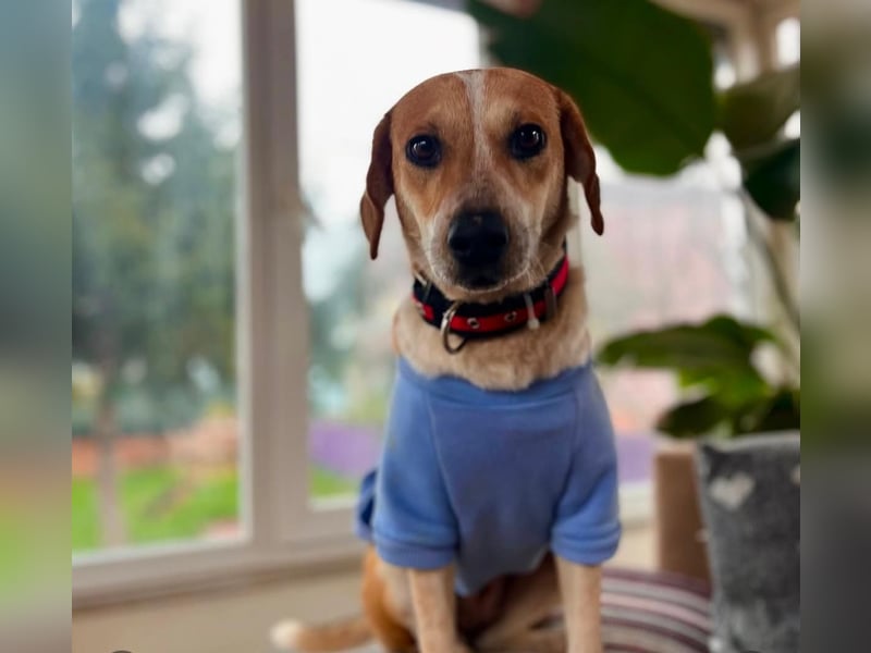 Bonny - Eine junge Hündin auf der Suche nach ihrem Glück