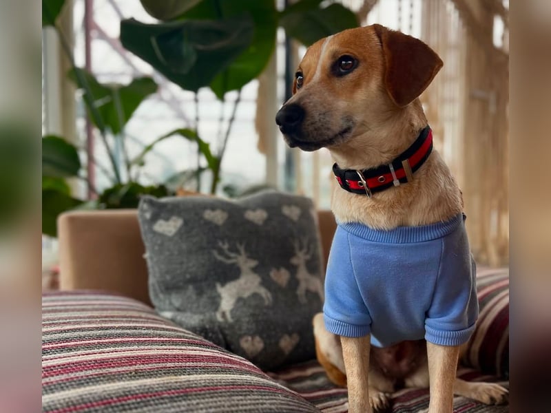 Bonny - Eine junge Hündin auf der Suche nach ihrem Glück