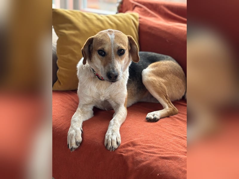 Bonny - Eine junge Hündin auf der Suche nach ihrem Glück