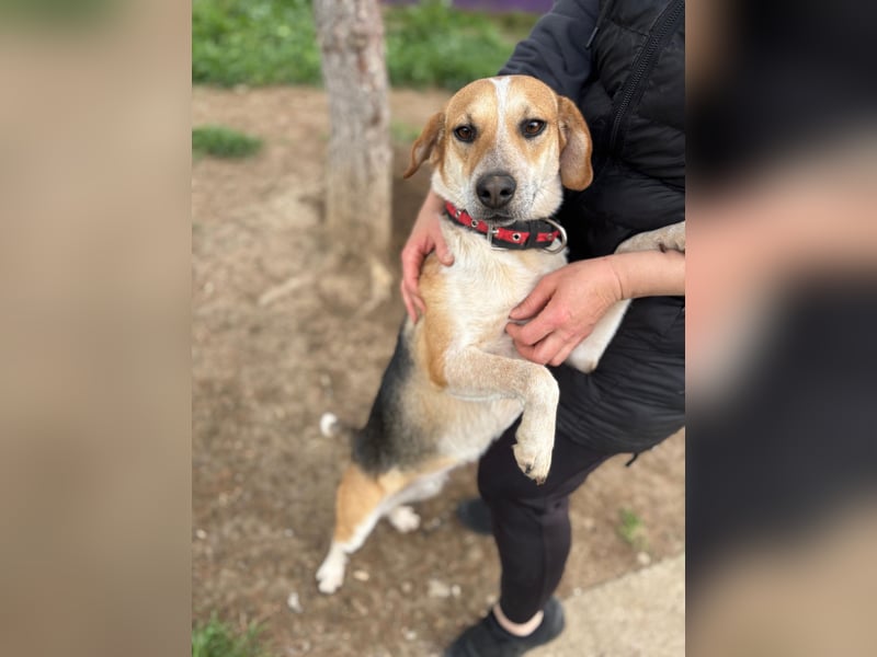 Bonny - Eine junge Hündin auf der Suche nach ihrem Glück