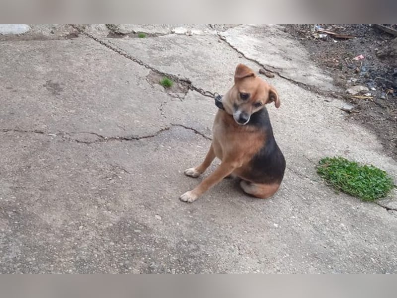 treue Kämpferin Azra treue Kämpferin Azra