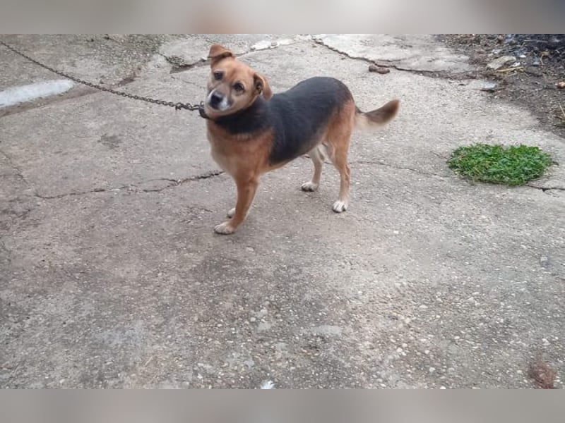 treue Kämpferin Azra treue Kämpferin Azra