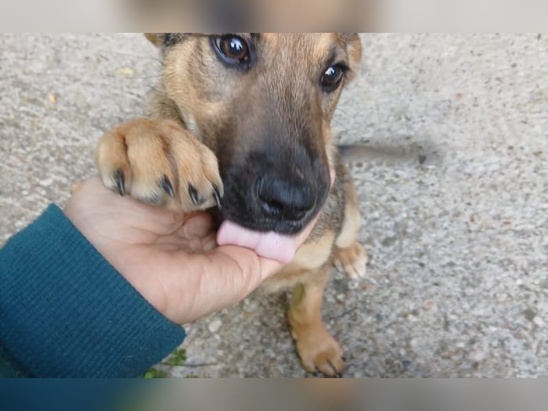 verschmuster Toni verschmuster Toni