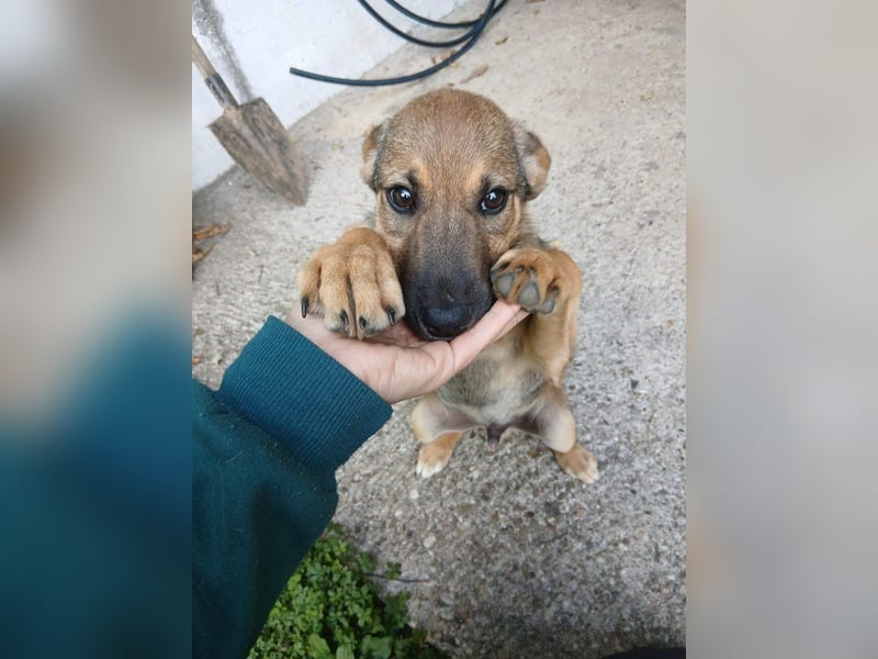 verschmuster Toni verschmuster Toni