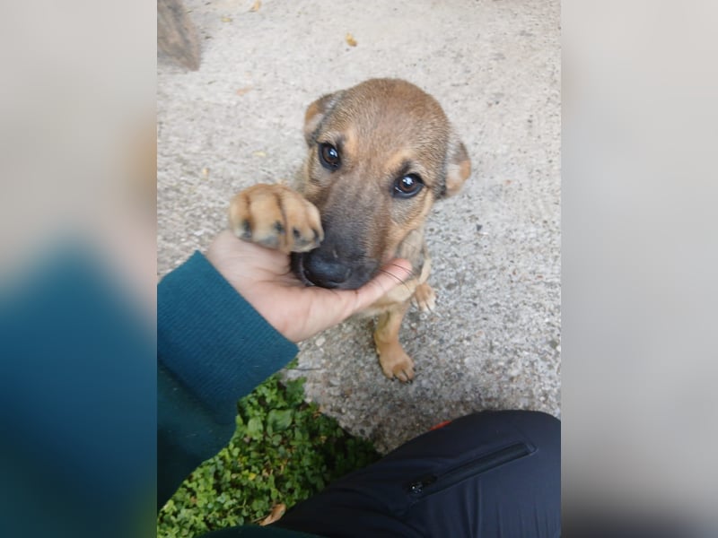 verschmuster Toni verschmuster Toni