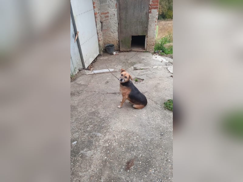 treue Kämpferin Azra treue Kämpferin Azra