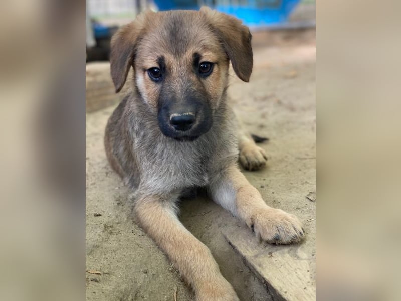 Cordon, geb. ca. 08/2025, lebt in GRIECHENLAND, auf einer privaten Pflegestelle