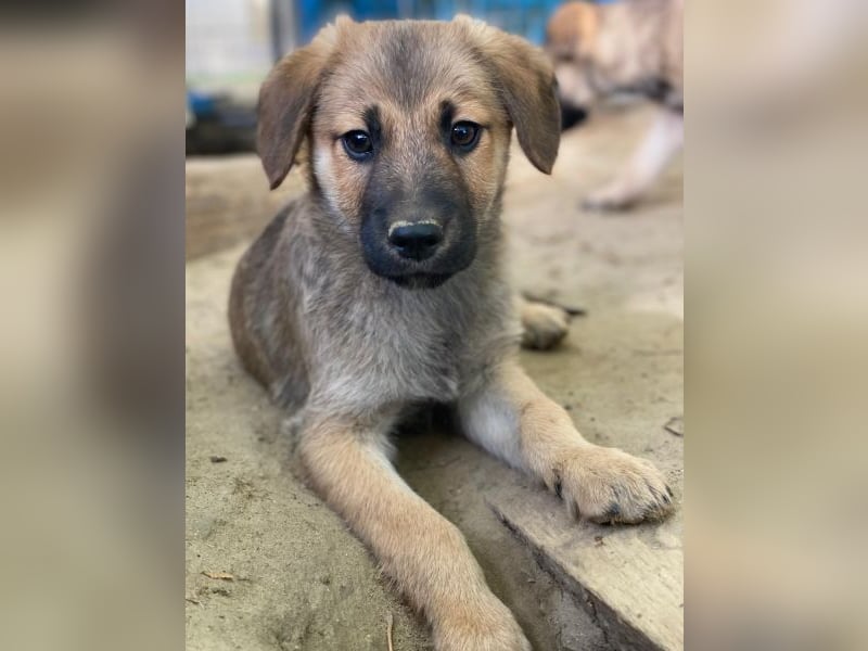 Cordon, geb. ca. 08/2025, lebt in GRIECHENLAND, auf einer privaten Pflegestelle