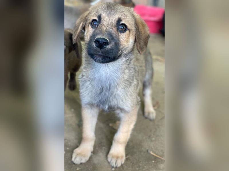 Cordon, geb. ca. 08/2025, lebt in GRIECHENLAND, auf einer privaten Pflegestelle