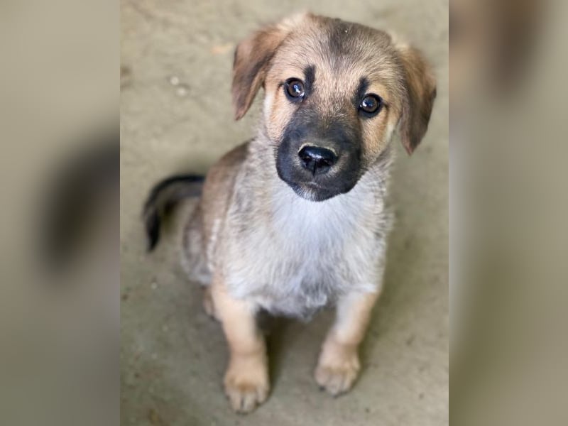 Cordon, geb. ca. 08/2025, lebt in GRIECHENLAND, auf einer privaten Pflegestelle