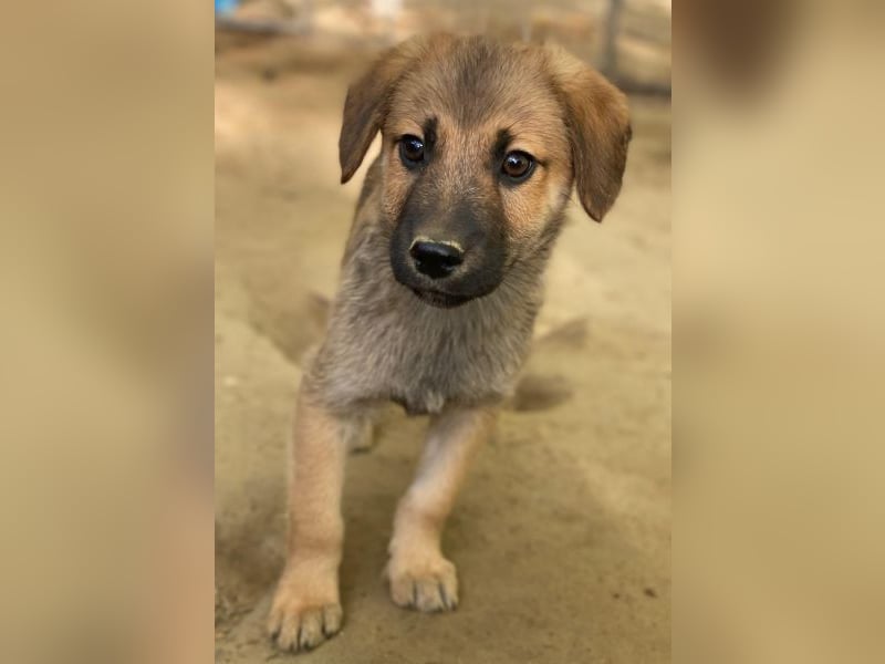 Cordon, geb. ca. 08/2025, lebt in GRIECHENLAND, auf einer privaten Pflegestelle
