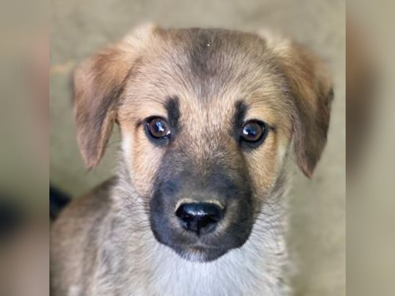 Cordon, geb. ca. 08/2025, lebt in GRIECHENLAND, auf einer privaten Pflegestelle