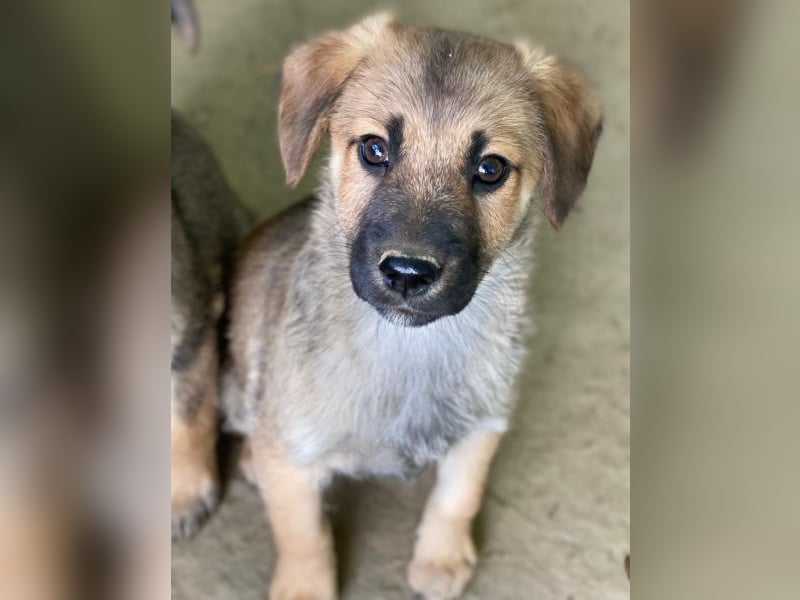 Cordon, geb. ca. 08/2025, lebt in GRIECHENLAND, auf einer privaten Pflegestelle