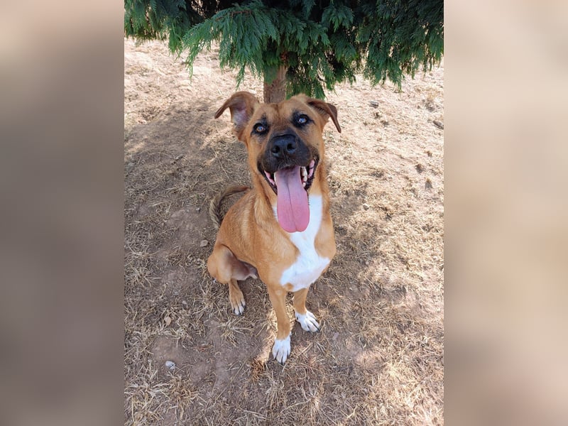 Geben Sie Loki den Sonnenschein wieder zurück ins Leben?