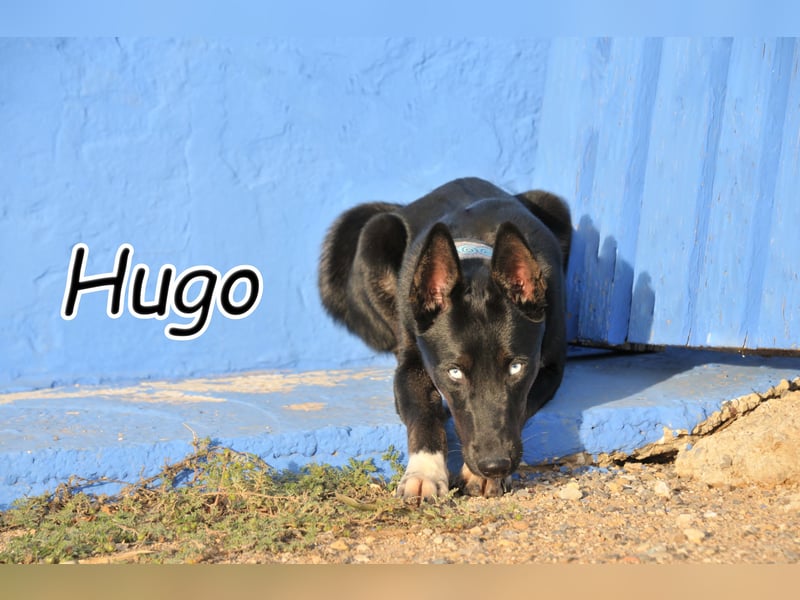 Erwiderst du Hugos Blick?