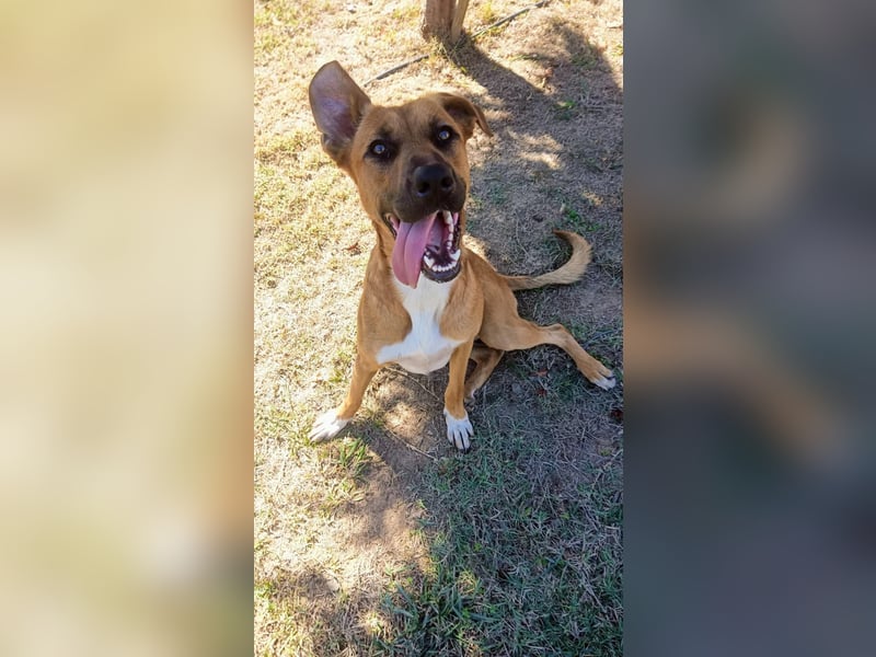 Geben Sie Loki den Sonnenschein wieder zurück ins Leben?