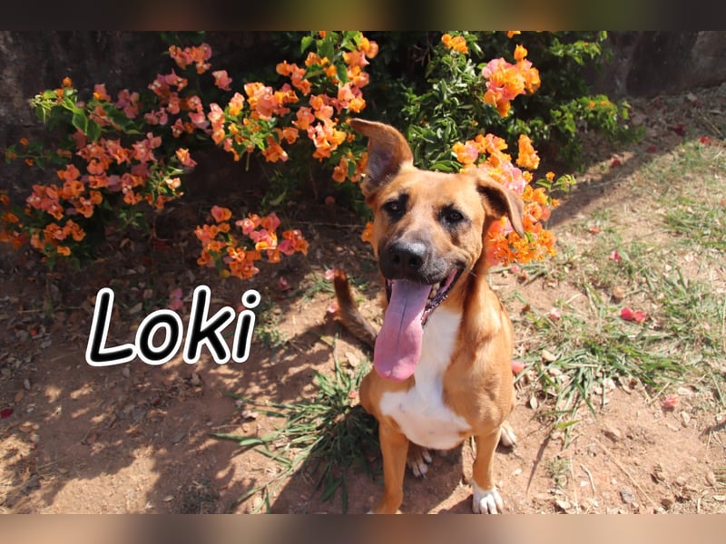 Geben Sie Loki den Sonnenschein wieder zurück ins Leben?