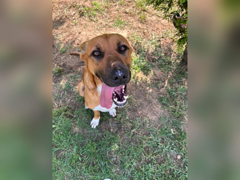 Geben Sie Loki den Sonnenschein wieder zurück ins Leben?