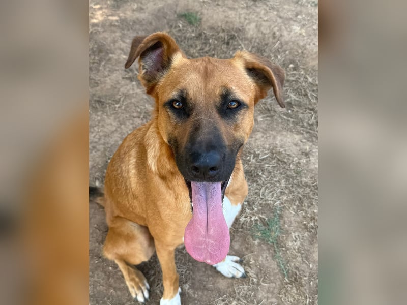 Geben Sie Loki den Sonnenschein wieder zurück ins Leben?