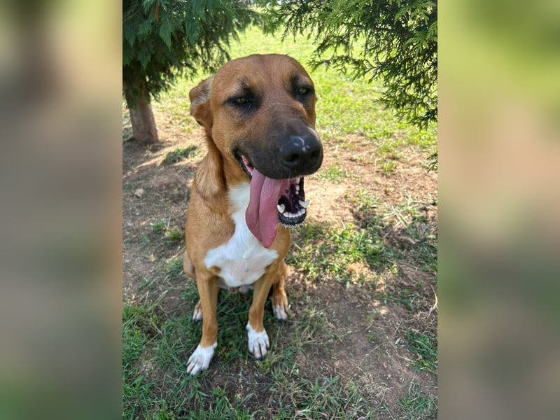 Geben Sie Loki den Sonnenschein wieder zurück ins Leben?