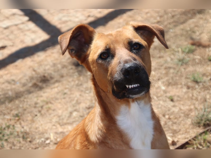 Geben Sie Loki den Sonnenschein wieder zurück ins Leben?