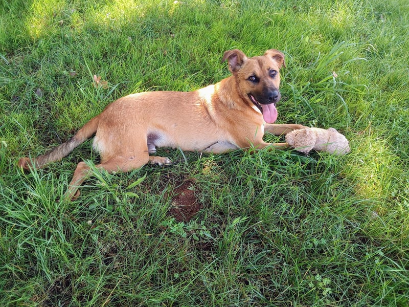 Geben Sie Loki den Sonnenschein wieder zurück ins Leben?