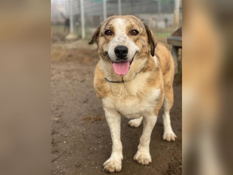 Philina, geb. ca. 11/2019, lebt in GRIECHENLAND, im städt. Tierheim Serres