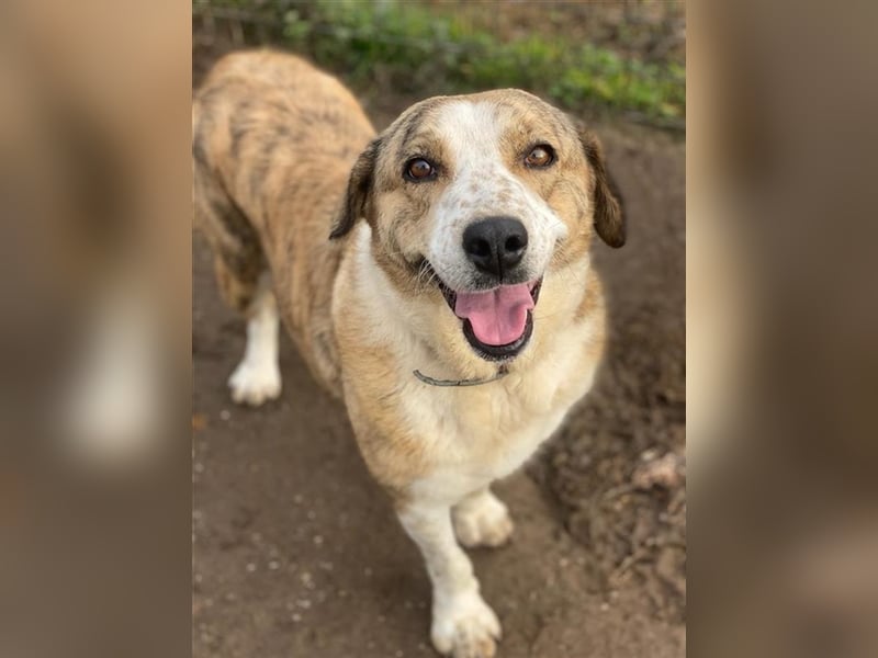 Philina, geb. ca. 11/2019, lebt in GRIECHENLAND, im städt. Tierheim Serres