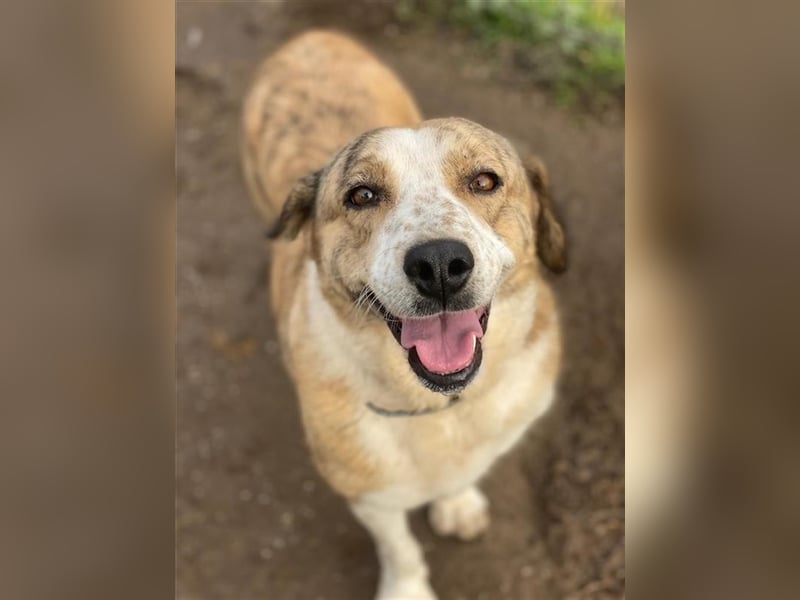 Philina, geb. ca. 11/2019, lebt in GRIECHENLAND, im städt. Tierheim Serres