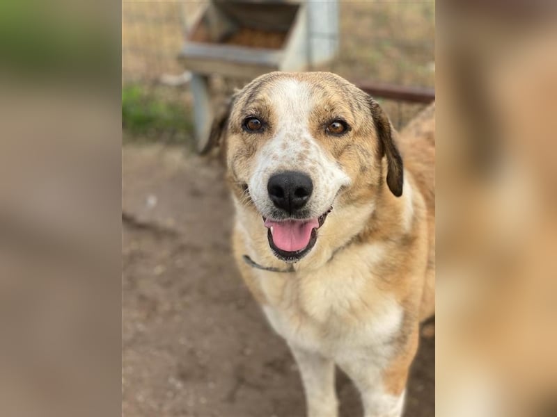 Philina, geb. ca. 11/2019, lebt in GRIECHENLAND, im städt. Tierheim Serres