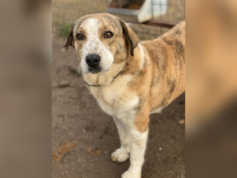 Philina, geb. ca. 11/2019, lebt in GRIECHENLAND, im städt. Tierheim Serres