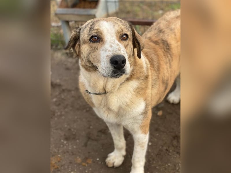 Philina, geb. ca. 11/2019, lebt in GRIECHENLAND, im städt. Tierheim Serres