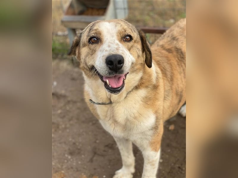 Philina, geb. ca. 11/2019, lebt in GRIECHENLAND, im städt. Tierheim Serres