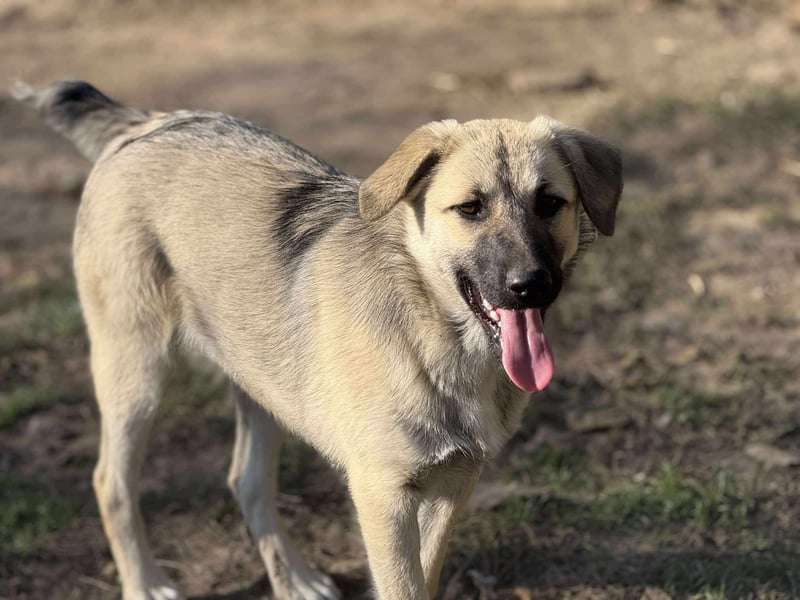 Clementine, schmusige Hündin