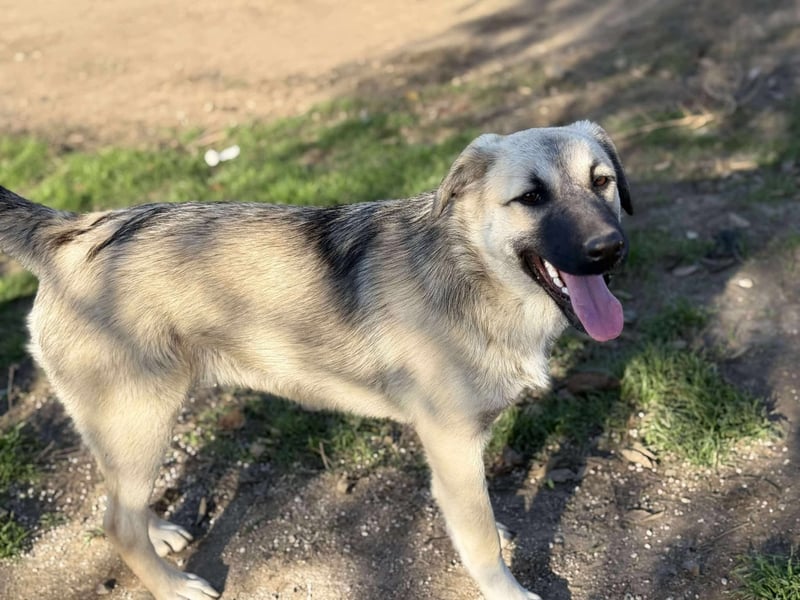 Clementine, schmusige Hündin