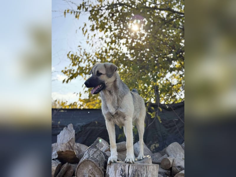 Clementine, schmusige Hündin