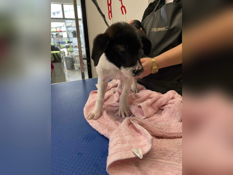 Lenny: verspielter Welpenbub sucht Zuhause